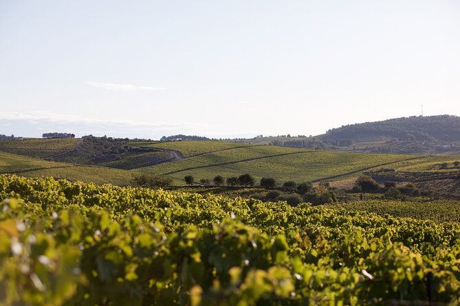 Private visit with wine tasting in Alijó Douro - The Winemaking Walk-Through: Stone Presses and What They Mean