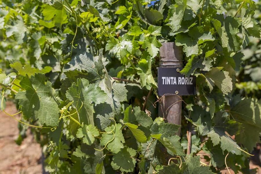 Régua: Wine tasting at a Quinta, traditional lunch, cruise, and train ride - Who this tour suits best, and who should skip it