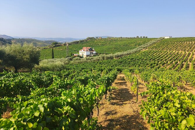 The Douro Valley Wine Affair with Private Boat Trip - Small Group - Pinhao pier boat ride: your “slow down and look” moment