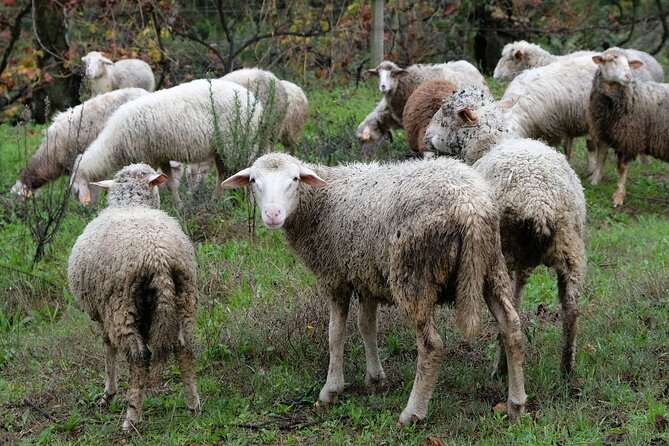 Traditional Cooking Class, Farm Tour & Lunch in the Douro Valley - Who should book this Douro farm cooking day