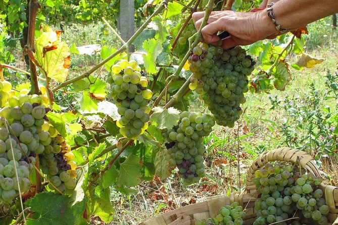 Traditional Cooking Class, Farm Tour & Lunch in the Douro Valley - Welcome spread and farm time: the day starts before the stove