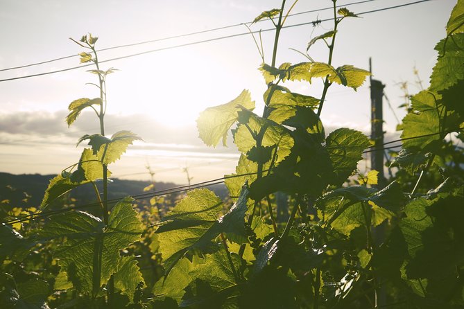 Valley of the Douro Initiation Course - Duration, Language, and Group Size: Planning Your 2.5 Hours