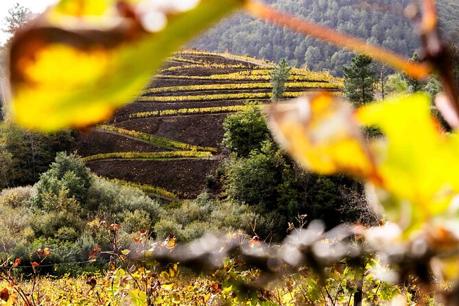 Wine and Scenic Beauty in Douro Valley - Key highlights you should care about