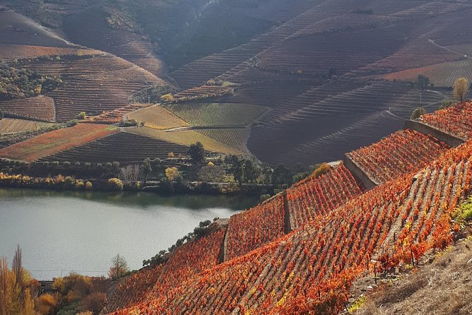 Wine experience with a sommelier - Sommelier-led boutique farm tastings, and what to listen for